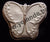Papillon - Animaux - 502-5409