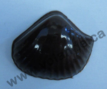 Moule à chocolat - Assortiments de coquillages (20) - Bouchée - Mer (B-A76)