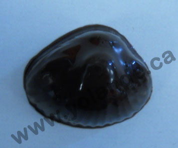 Moule à chocolat - Assortiments de coquillages (20) - Bouchée - Mer (B-A76)